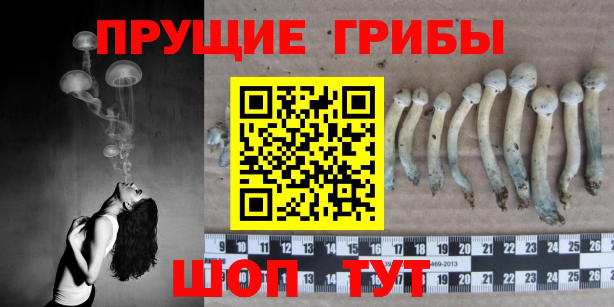 Галлюциногенные грибы Cubensis Красноармейск
